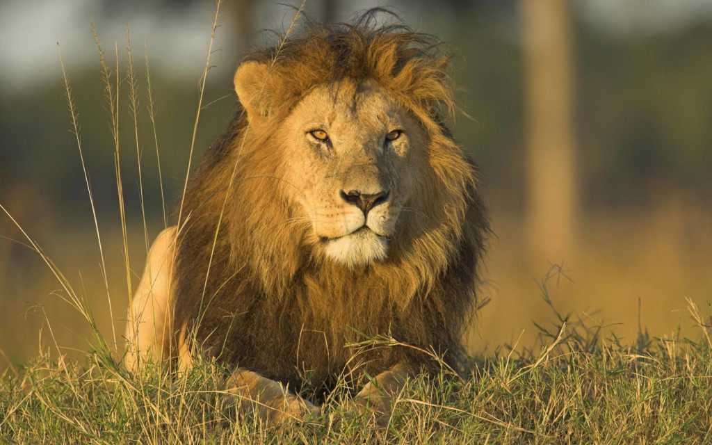African Lion Facts The Sub Saharan Big Cats PinStorus African Lion Facts The Sub Saharan Big Cats PinStorus