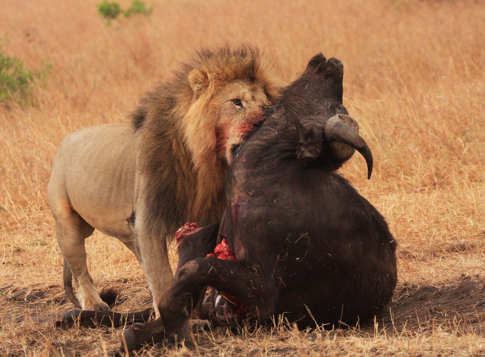 African Lion Facts - The Sub-Saharan Big Cats - PinStorus
