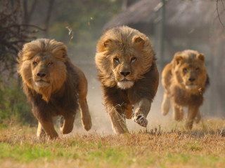 Image result for lions