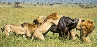 lions attacking cape buffalo