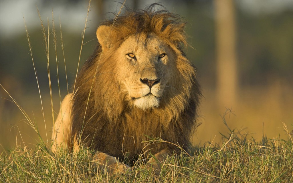 lion in grassland looking ahead