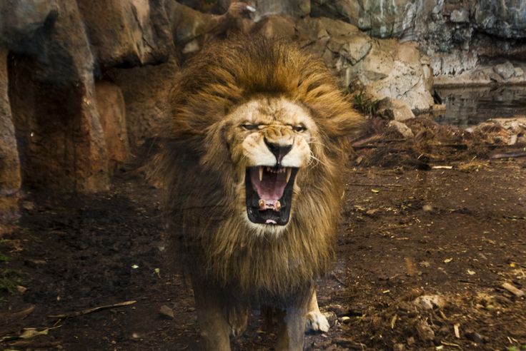 african-lion-roar-big