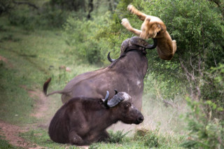 buffalo tosses African lion in air