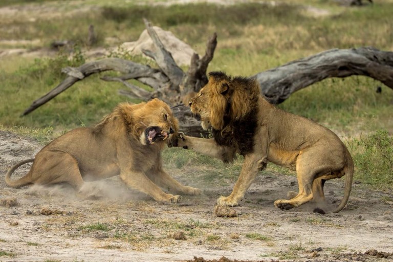 cecil lion fight - PinStorus