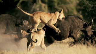 female lions attack water buffalo