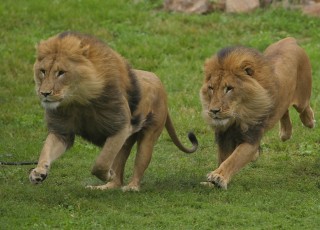 lion brothers running