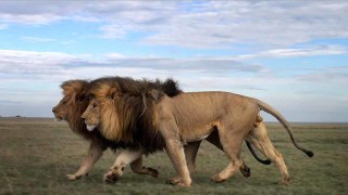 two majestic lions walking