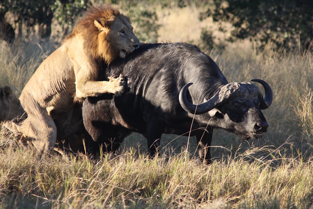 male lion grabs buffalo