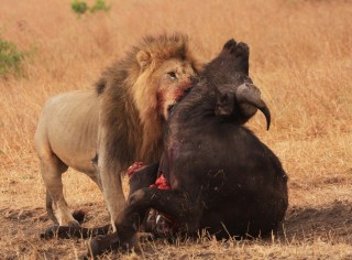 lone male african lion strangling cape buffalo