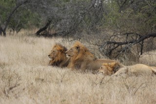 male lion band at rest
