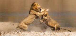 mighty lions battle
