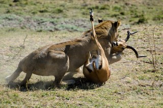 lioness takes down gazelle