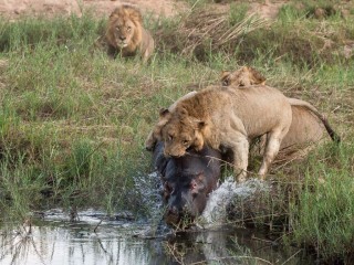 lion bites hippo at riverbank