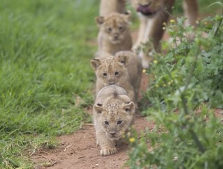 lion cubs marching in single file