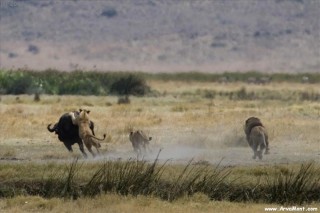lion chases prey