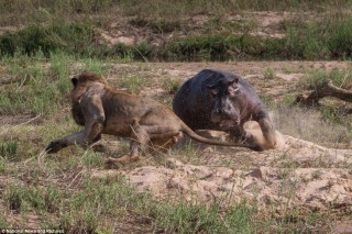 lion and hippo square off