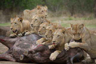 lionesses on buffalo carcass