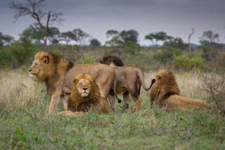 a group of male lions