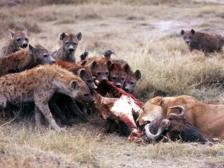 lionesses and hyenas eating