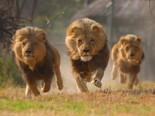 3 African lions running