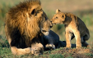 African lion and cub share a moment